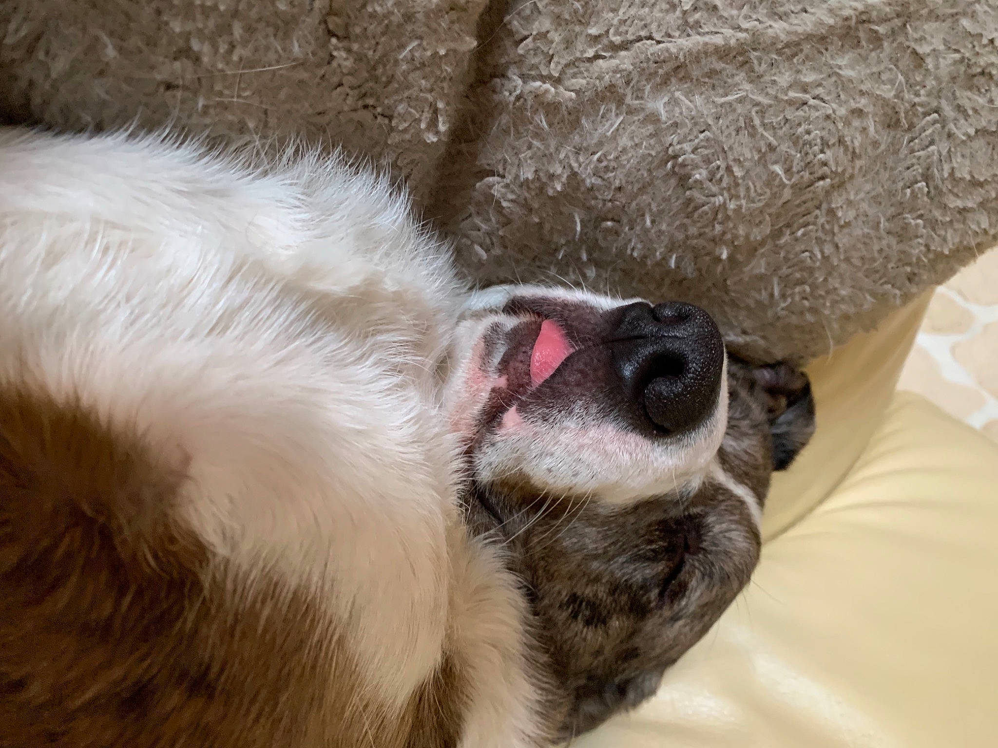 Navy a rejoint le concours — aidez-le/la à gagner de superbes lots ! canidae, carnivore, comfort, companion_dog, dog, dog_breed, fawn, fur, liver, nap, non_sporting_group, paw, sleep, snout, sporting_group, terrestrial_animal, whiskers, working_animal