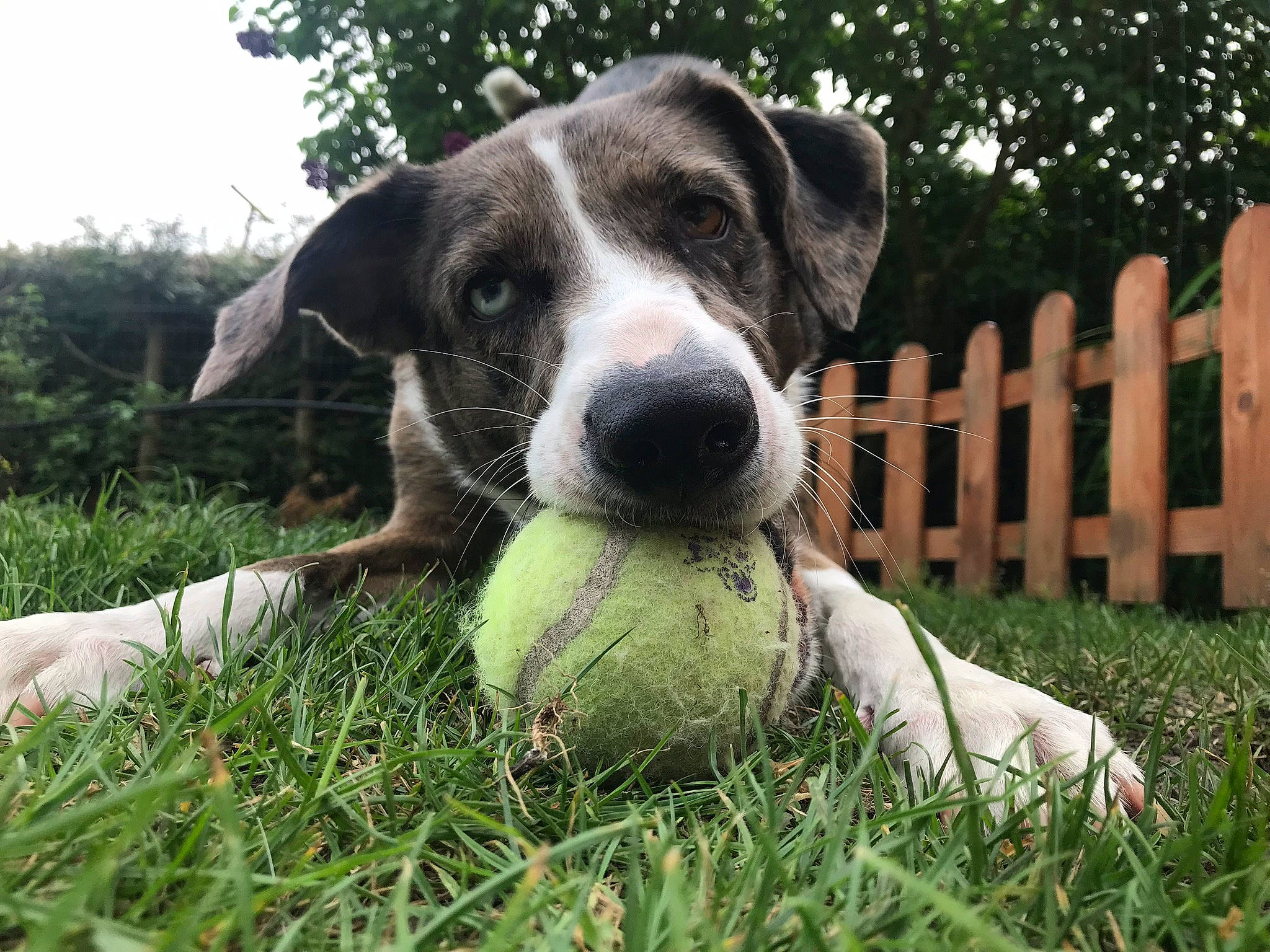 Navy participe au concours pour gagner de l'argent avec cette photo : canidae, carnivore, companion_dog, danish_swedish_farmdog, dog, dog_breed, grass, mammal, rafeiro_do_alentejo, snout, sporting_group, vertebrate