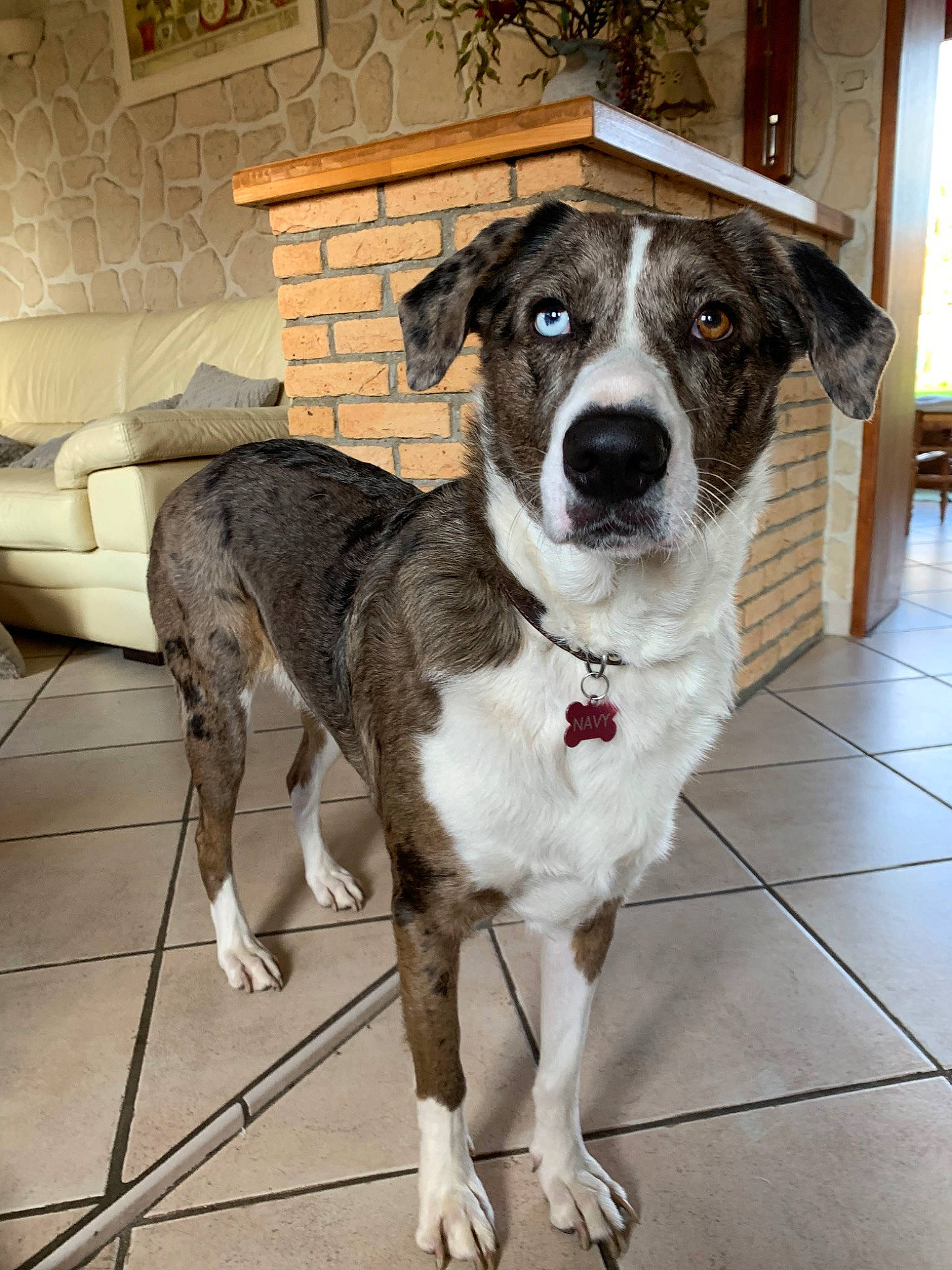 Navy a rejoint le concours — aidez-le/la à gagner de superbes lots ! canidae, carnivore, catahoula_bulldog, companion_dog, dog, dog_breed, feist, koolie, louisiana_catahoula_leopard_dog, mammal, mountain_cur, rafeiro_do_alentejo, rare_breed_dog, sporting_group, street_dog, vertebrate, working_dog