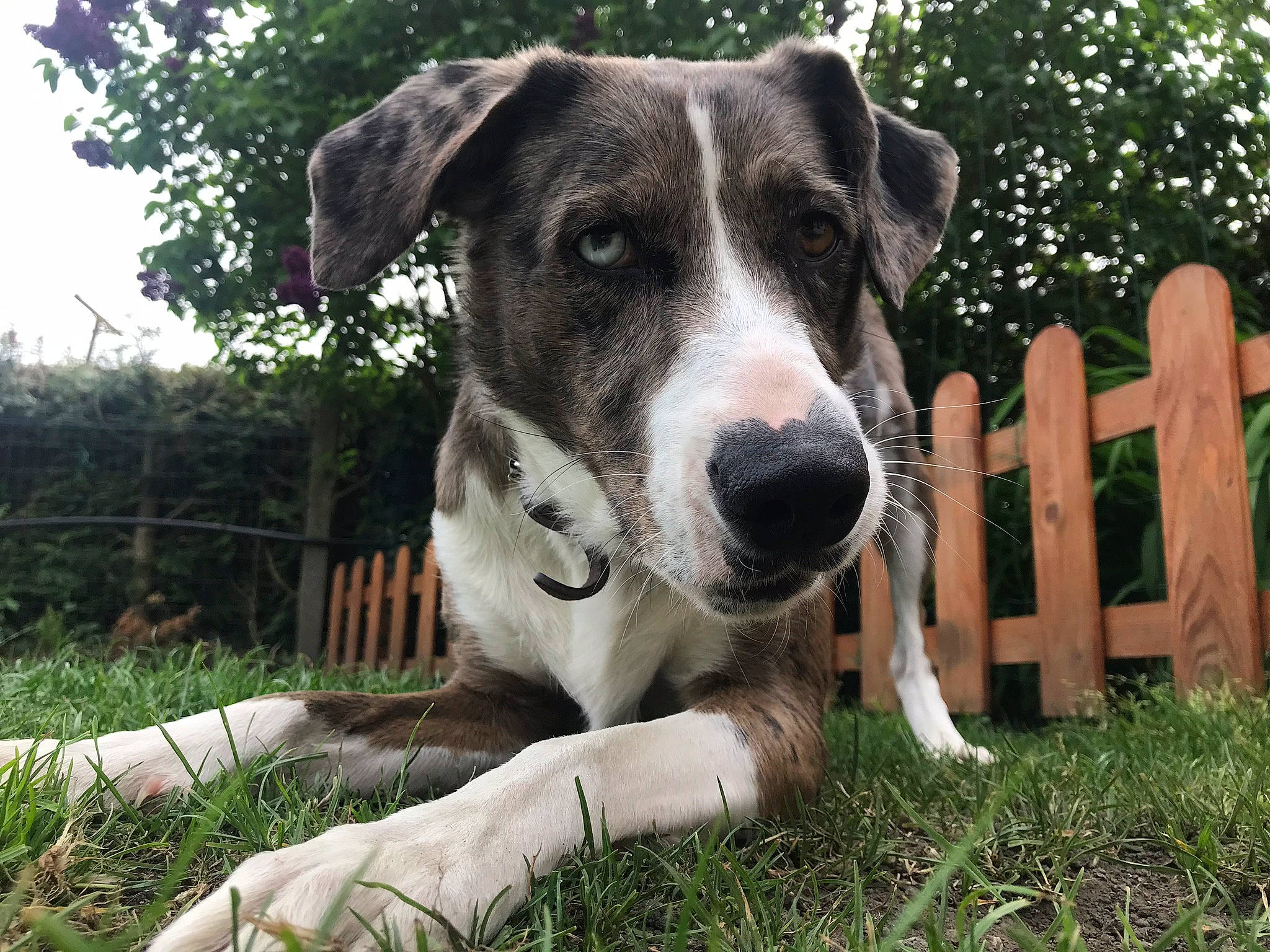 Navy participe au concours pour gagner de l'argent avec cette photo : canidae, carnivore, companion_dog, dog, dog_breed, grass, mammal, snout, sporting_group, vertebrate