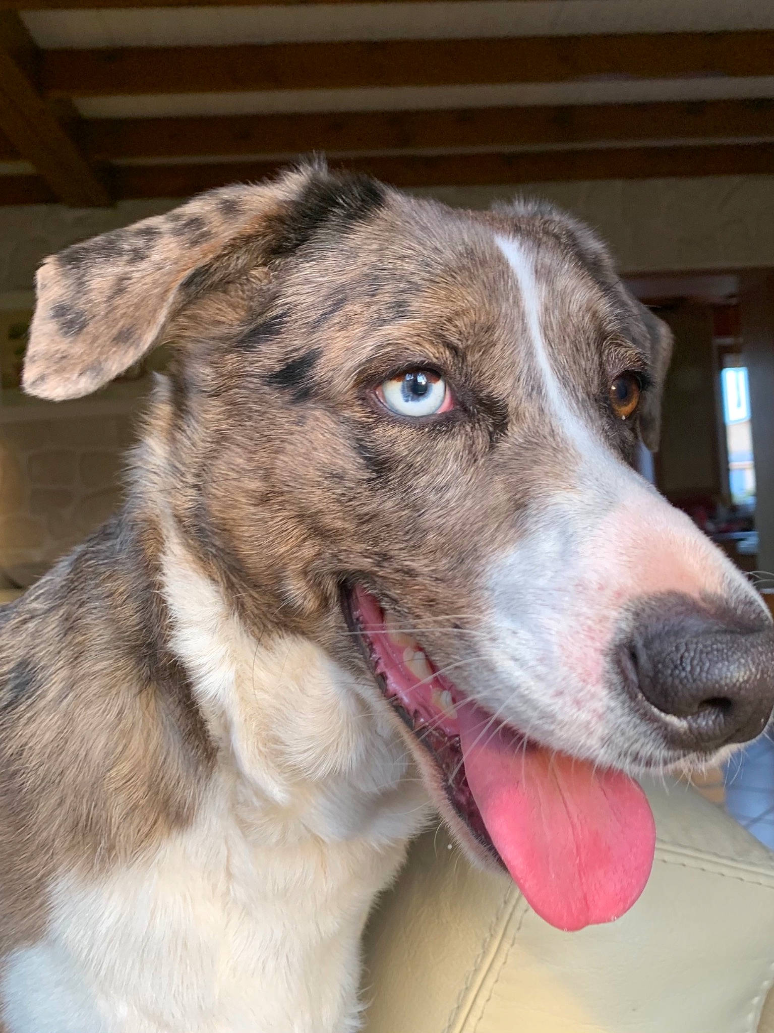 Navy participe au concours pour gagner de l'argent avec cette photo : ancient_dog_breeds, canidae, carnivore, collar, companion_dog, dog, dog_breed, dog_collar, fur, sighthound, snout, sporting_group, terrestrial_animal, whiskers, working_animal, working_dog