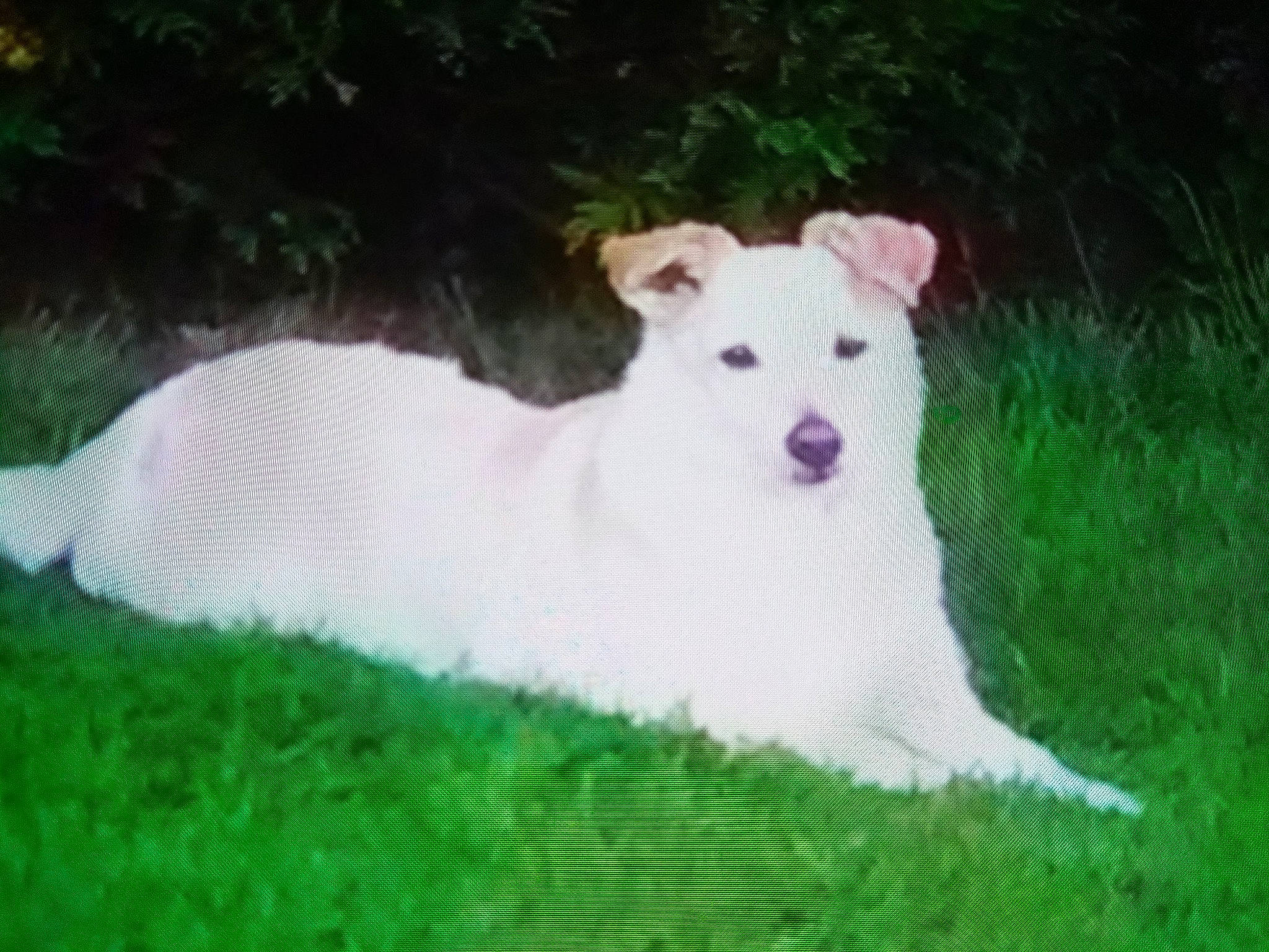 Belle participe au concours pour gagner de l'argent avec cette photo : ancient_dog_breeds, canidae, carnivore, companion_dog, dog, dog_breed, fawn, giant_dog_breed, grass, grassland, non_sporting_group, plant, puppy, snout, sporting_group, tail, terrestrial_animal, wildlife, working_animal, working_dog