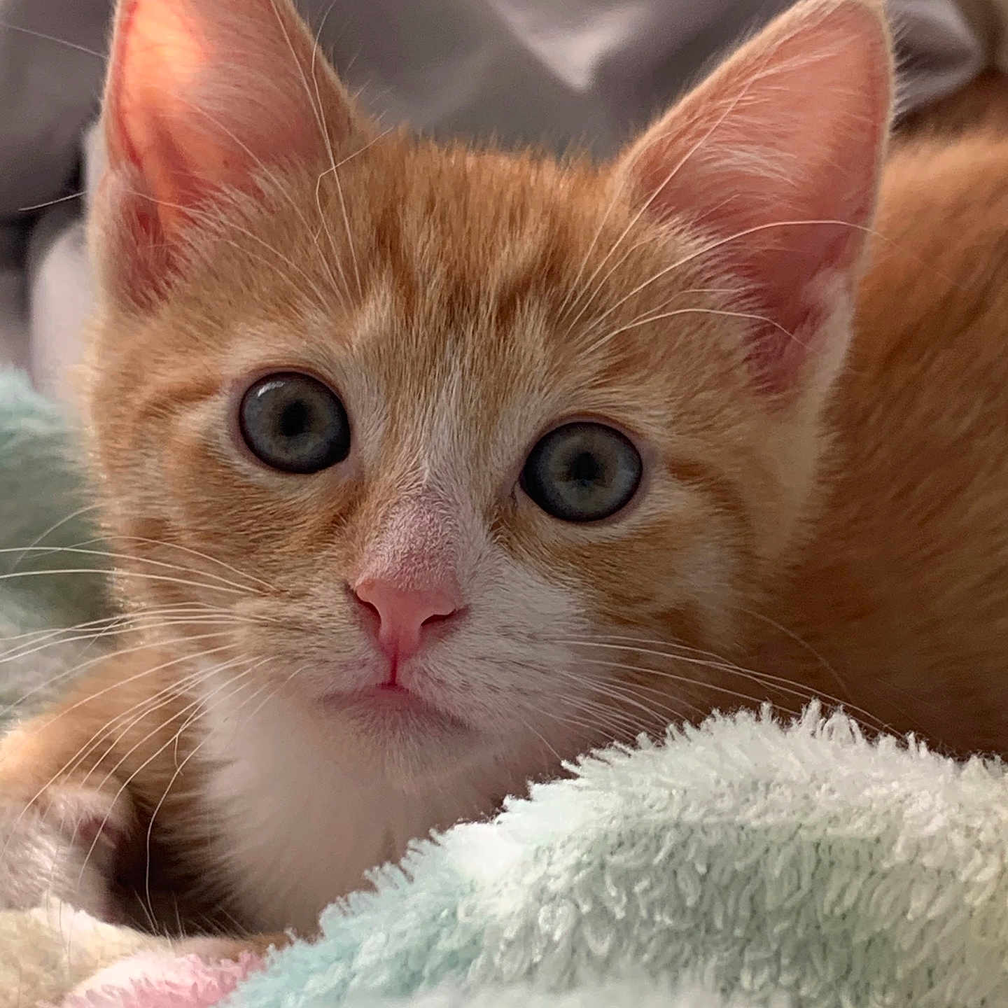 Pawz