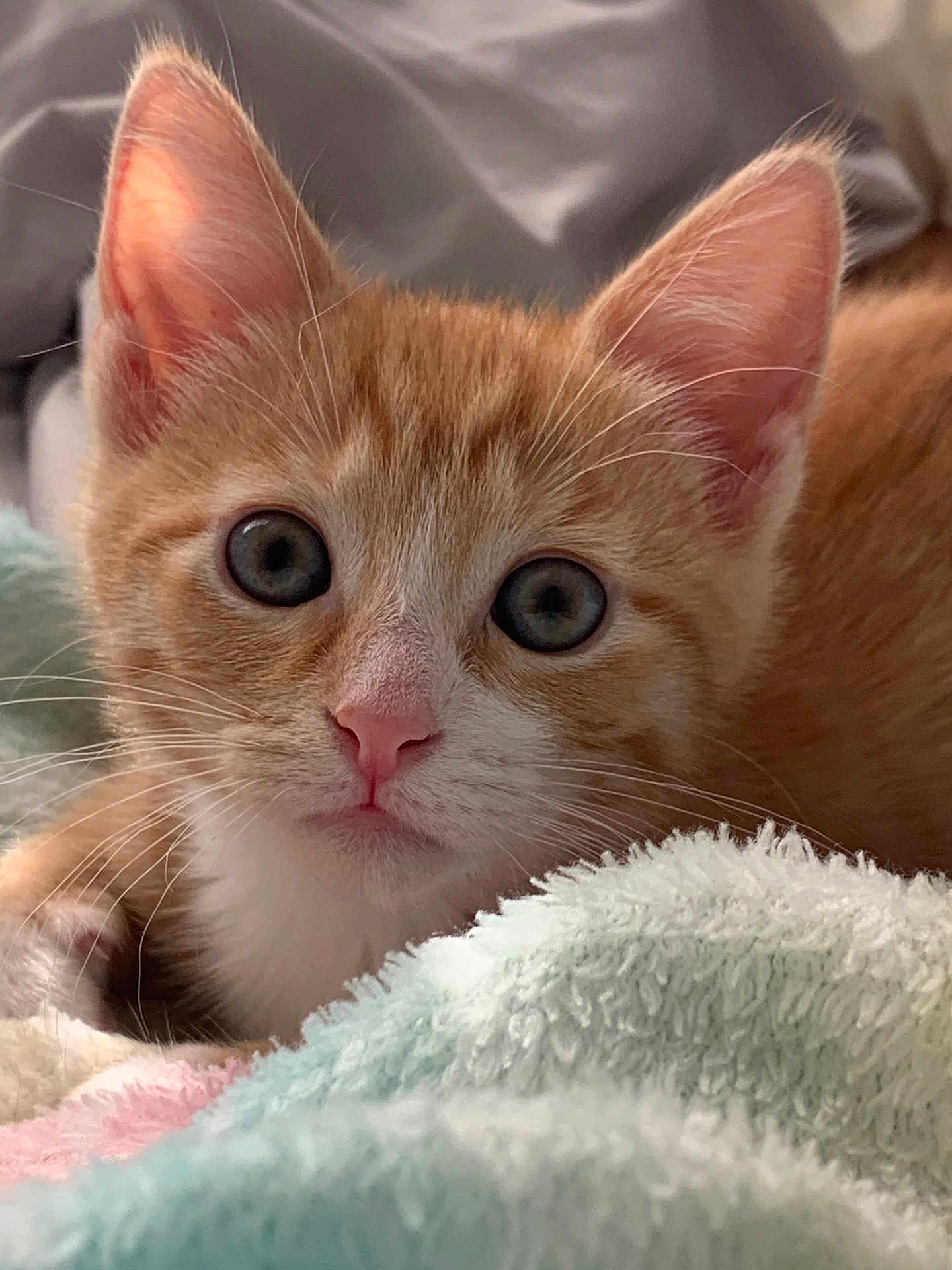 Pawz is registered to the contest to win money with this photo: kitten, cat, close_up, orange_cat, white_fur, cute, pet, animal, whiskers, soft_blanket, indoor, young_cat, curious, feline, portrait, fluffy, pink_nose, ears, face, resting