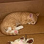 Pawz joined the competition — help win amazing prizes! kitten, cat, sleeping, cardboard_box, orange_tabby, pet, fur, pink_paws, stuffed_animal, toy, cozy, resting, cute, indoor, feline, animal, nap, soft, domestic_cat, young_cat