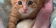 Pawz is registered to the contest to win money with this photo: kitten, cat, orange_tabby, pet, animal, cute, feline, whiskers, paw, soft, blanket, pastel_colors, indoor, young, curious, closeup, face, ears, nose, eyes
