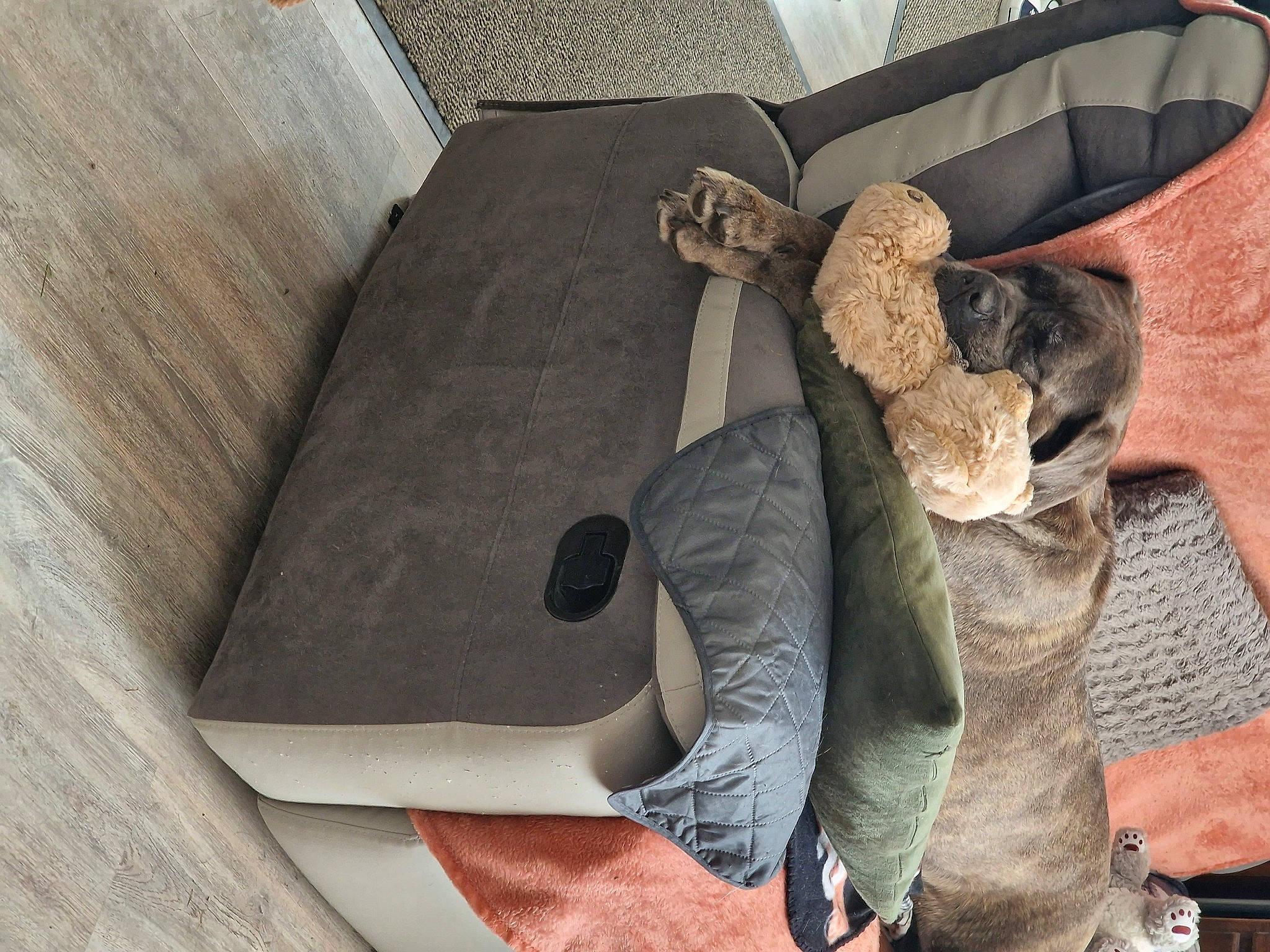 Macha a rejoint le concours — aidez-le/la à gagner de superbes lots ! art, chair, comfort, couch, felidae, flooring, fur, hardwood, hat, human_leg, leg, natural_material, small_to_medium_sized_cats, studio_couch, tail, tie, tree, trunk, whiskers, wood