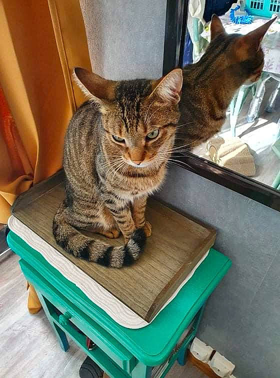 Kiwi participe au concours pour gagner de l'argent avec cette photo : carnivore, cat, cat_supply, comfort, domestic_short_haired_cat, felidae, fur, pet_supply, sitting, small_to_medium_sized_cats, tail, terrestrial_animal, whiskers, wood