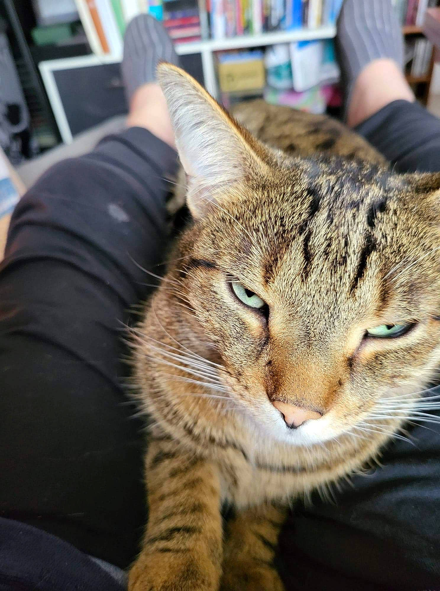 Kiwi participe au concours pour gagner de l'argent avec cette photo : carnivore, cat, comfort, domestic_short_haired_cat, felidae, fur, paw, sitting, small_to_medium_sized_cats, snout, terrestrial_animal, whiskers, wildlife