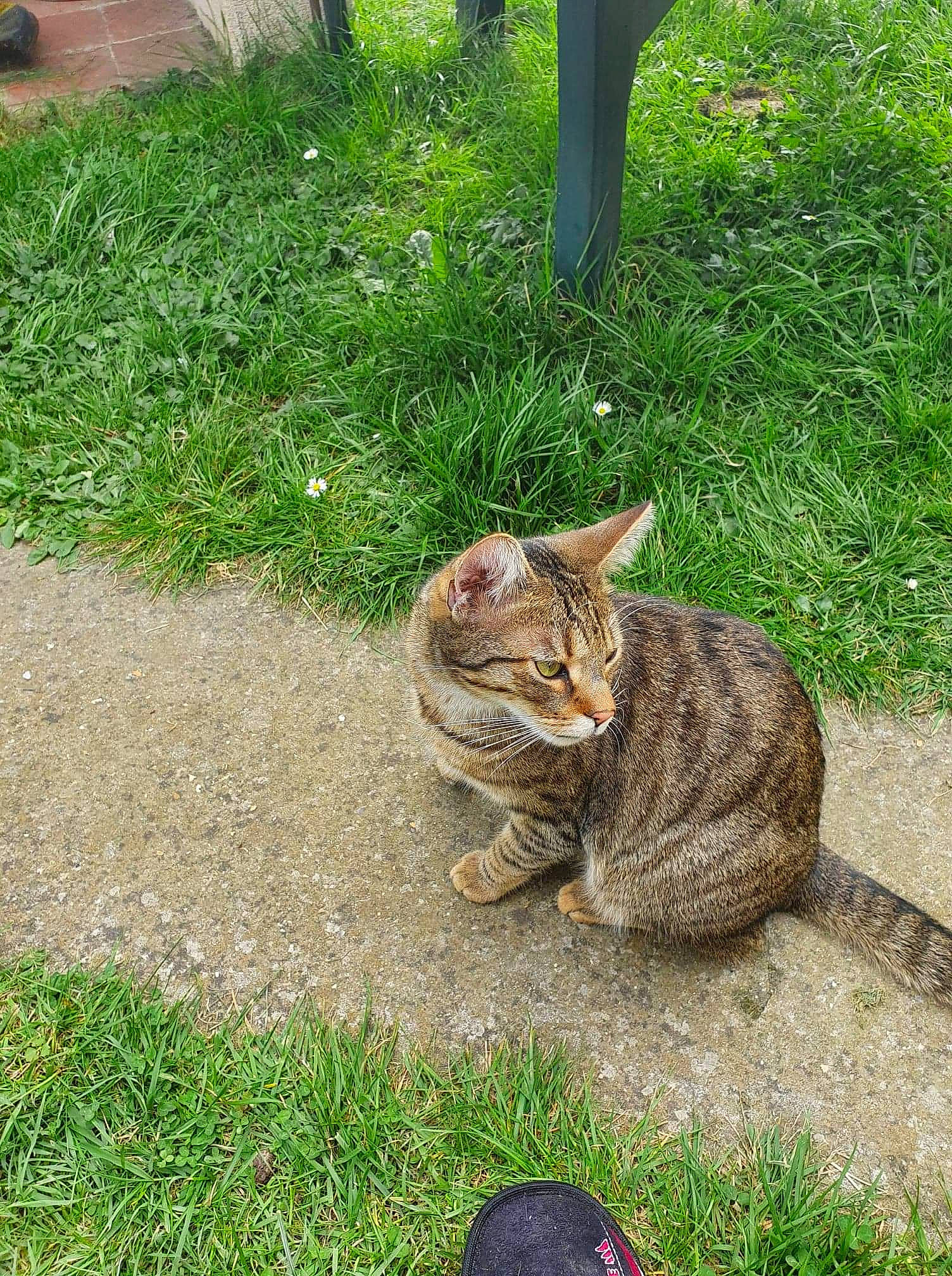 Kiwi a rejoint le concours — aidez-le/la à gagner de superbes lots ! carnivore, cat, domestic_short_haired_cat, eye, fawn, felidae, foot, fur, grass, green, groundcover, lawn, plant, small_to_medium_sized_cats, snout, tail, terrestrial_animal, vertebrate, whiskers, wildlife