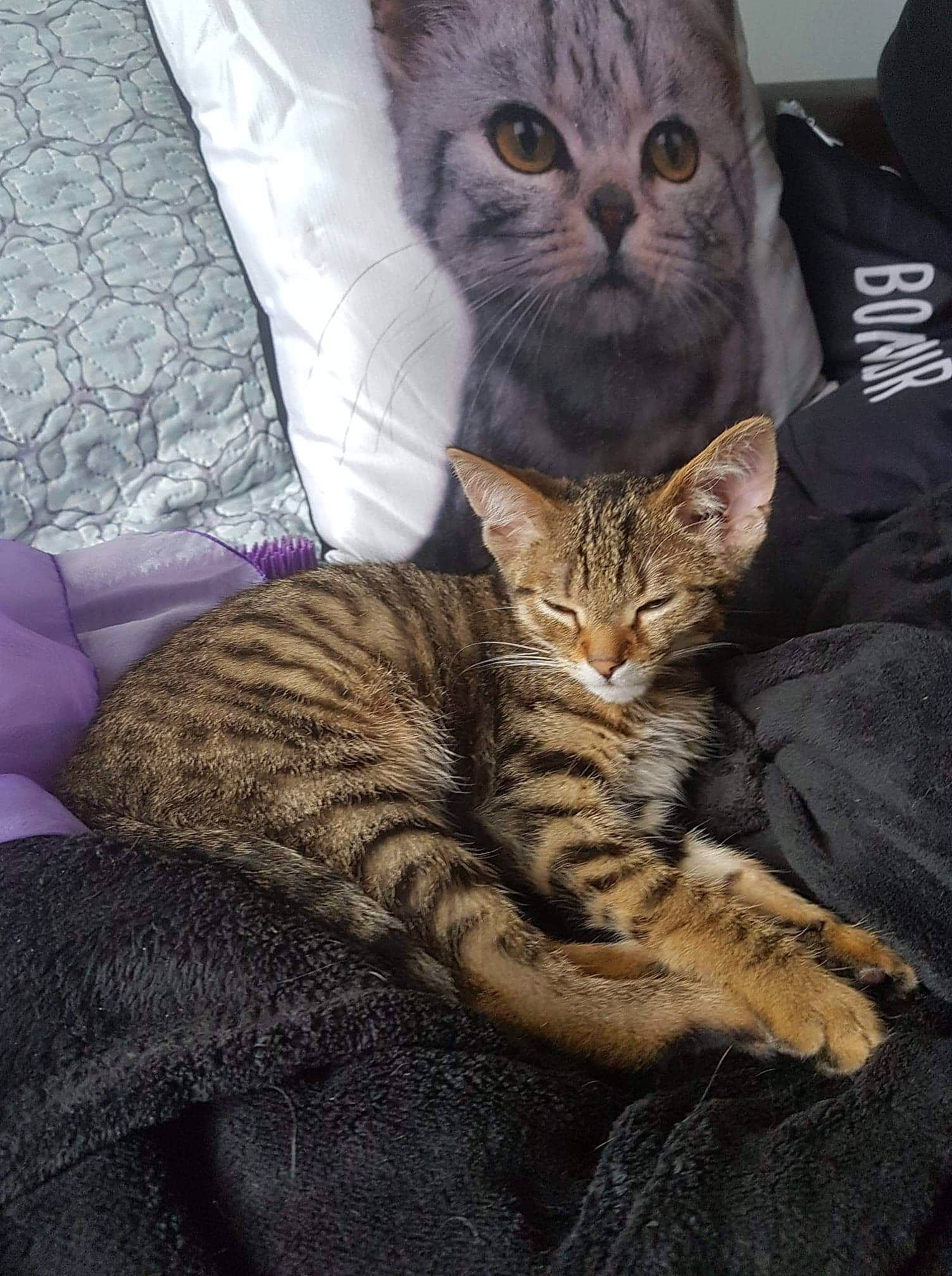 Kiwi a rejoint le concours — aidez-le/la à gagner de superbes lots ! carnivore, cat, cat_supply, claw, comfort, domestic_short_haired_cat, eye, fawn, felidae, fur, grey, paw, sitting, small_to_medium_sized_cats, snout, tail, terrestrial_animal, whiskers, wildlife