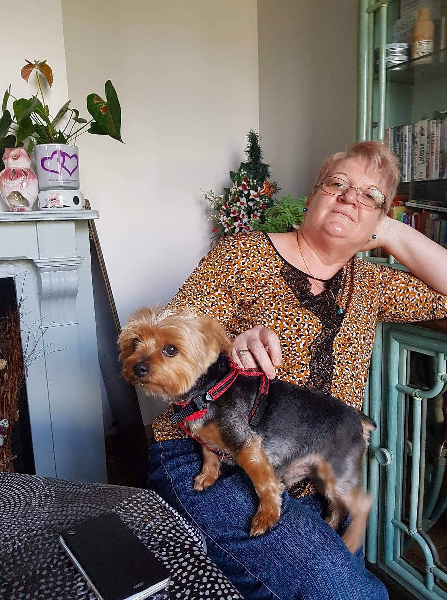 Elton participe au concours pour gagner de l'argent avec cette photo : airedale_terrier, australian_terrier, border_terrier, canidae, carnivore, companion_dog, dog, dog_breed, home, mammal, morkie, puppy, sporting_group, welsh_terrier, yorkshire_terrier