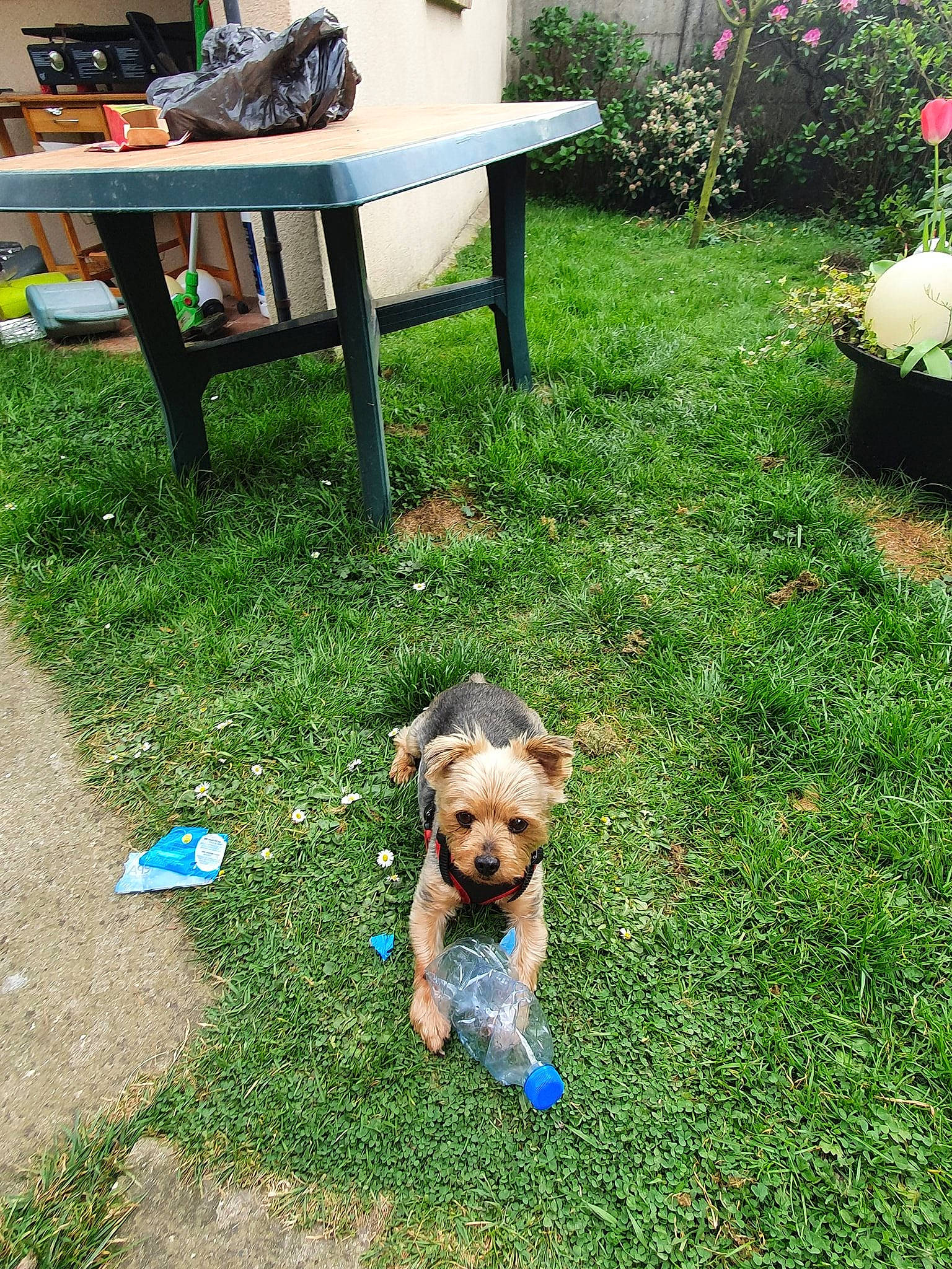 Elton participe au concours pour gagner de l'argent avec cette photo : backyard, border_terrier, canidae, carnivore, companion_dog, dog, dog_breed, garden, grass, home, lawn, morkie, plant, puppy, sporting_group, summer, welsh_terrier, yard, yorkshire_terrier