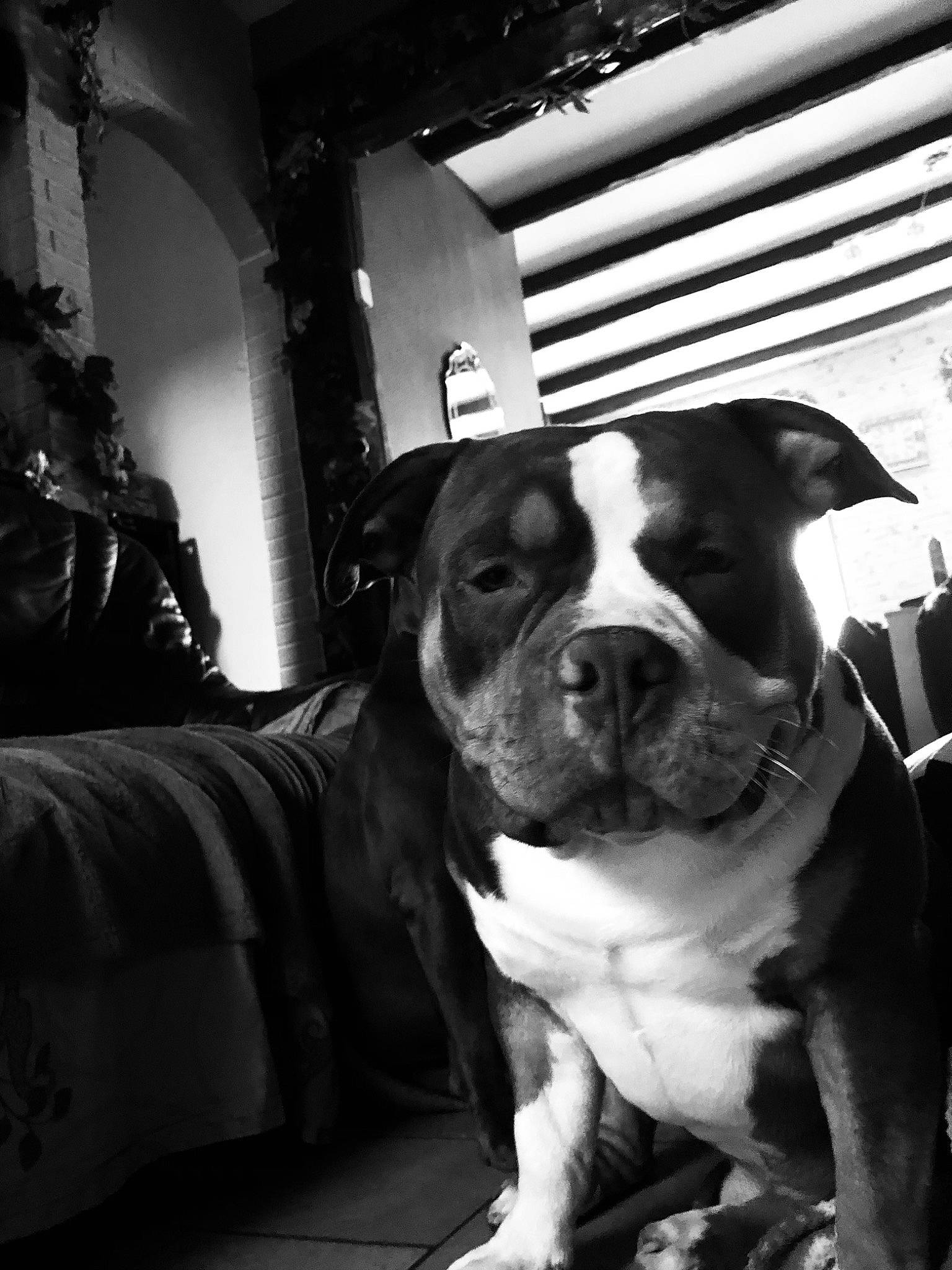 Tyson a rejoint le concours — aidez-le/la à gagner de superbes lots ! black_and_white, canidae, carnivore, collar, companion_dog, dog, dog_breed, dog_collar, fawn, flash_photography, molosser, monochrome, monochrome_photography, non_sporting_group, snout, sporting_group, style, whiskers, working_animal, working_dog