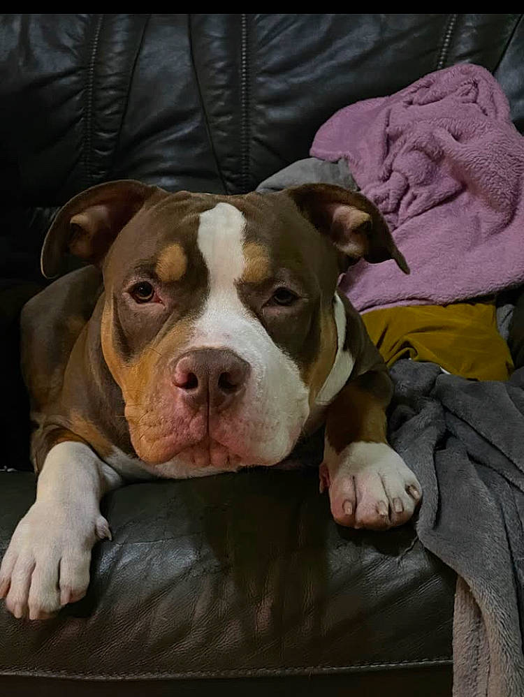 Tyson a rejoint le concours — aidez-le/la à gagner de superbes lots ! canidae, carnivore, collar, comfort, companion_dog, dog, dog_breed, dog_collar, fawn, liver, non_sporting_group, snout, sporting_group, terrestrial_animal, whiskers, working_animal, working_dog, wrinkle