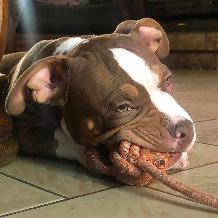 Tyson