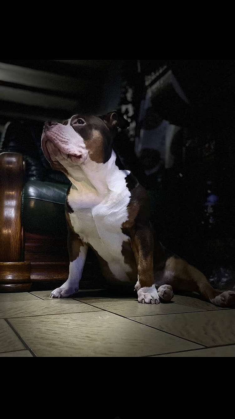 Tyson participe au concours pour gagner de l'argent avec cette photo : cabinetry, canidae, carnivore, companion_dog, darkness, dog, dog_breed, dog_supply, fawn, flash_photography, formal_wear, fur, night, non_sporting_group, snout, sporting_group, street, whiskers, working_animal