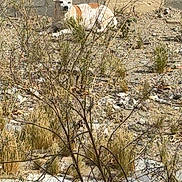 Sparky joined the competition — help win amazing prizes! dog, outdoor, yard, dry, rocks, vegetation, bush, concrete_wall, animal, pet, sunlight, nature, brown_and_white, resting, alert, grass, branches, ground, daytime, canine