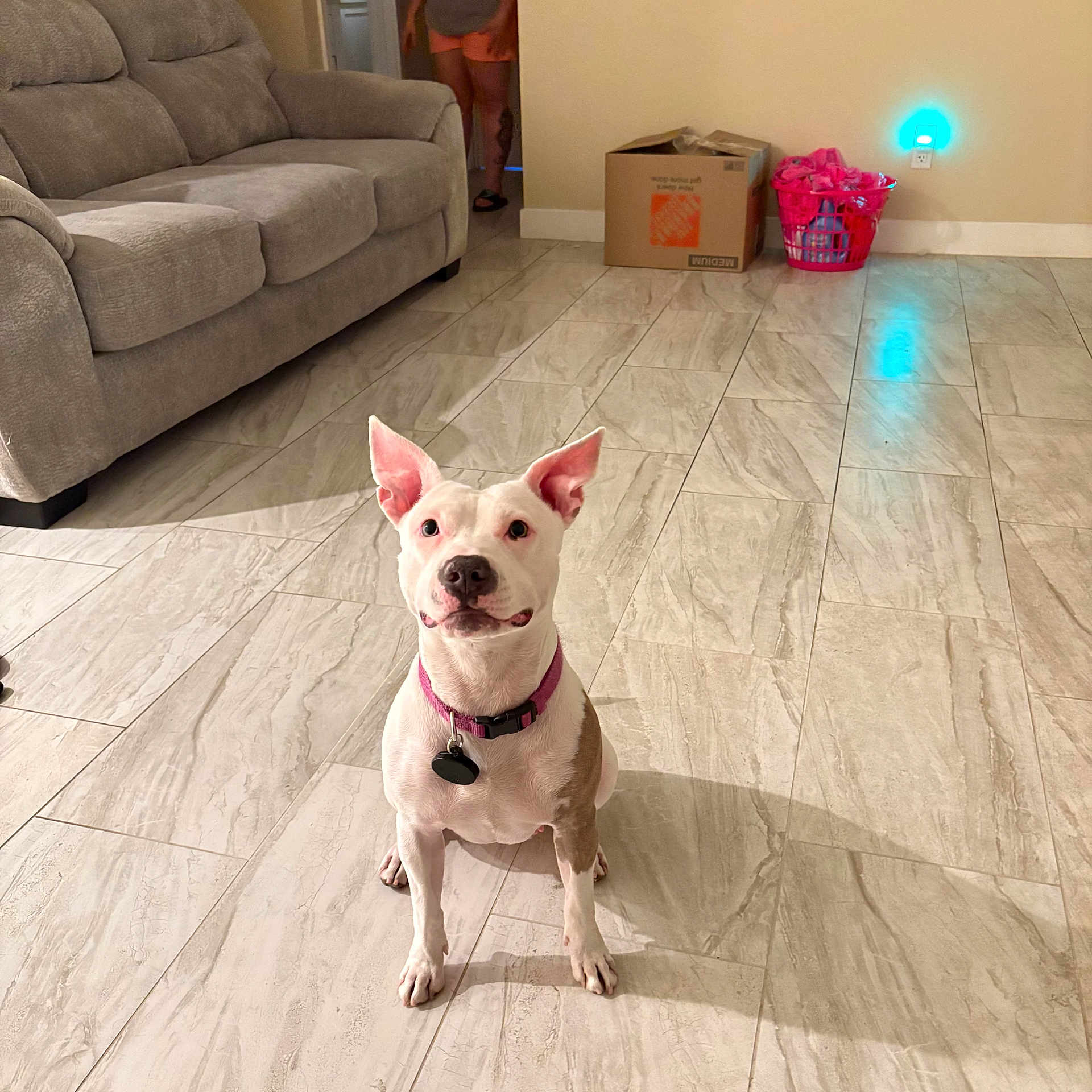 Gigi joined the competition — help win amazing prizes! dog, indoor, tile_floor, couch, cardboard_box, laundry_basket, pink_collar, pet, attentive, shadow, person, doorway, living_room, bright_lighting, white_dog, brown_patch, sitting, floor_tile, home_interior, animal