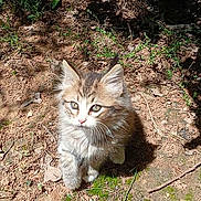 Prince joined the competition — help win amazing prizes! kitten, cat, outdoor, nature, sunlight, dirt, moss, leaves, curious, fluffy, animal, young, pet, feline, whiskers, ears, small, cute, ground, shadow