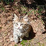 kitten, cat, outdoor, nature, sunlight, dirt, moss, leaves, curious, fluffy, animal, young, pet, feline, whiskers, ears, small, cute, ground, shadow