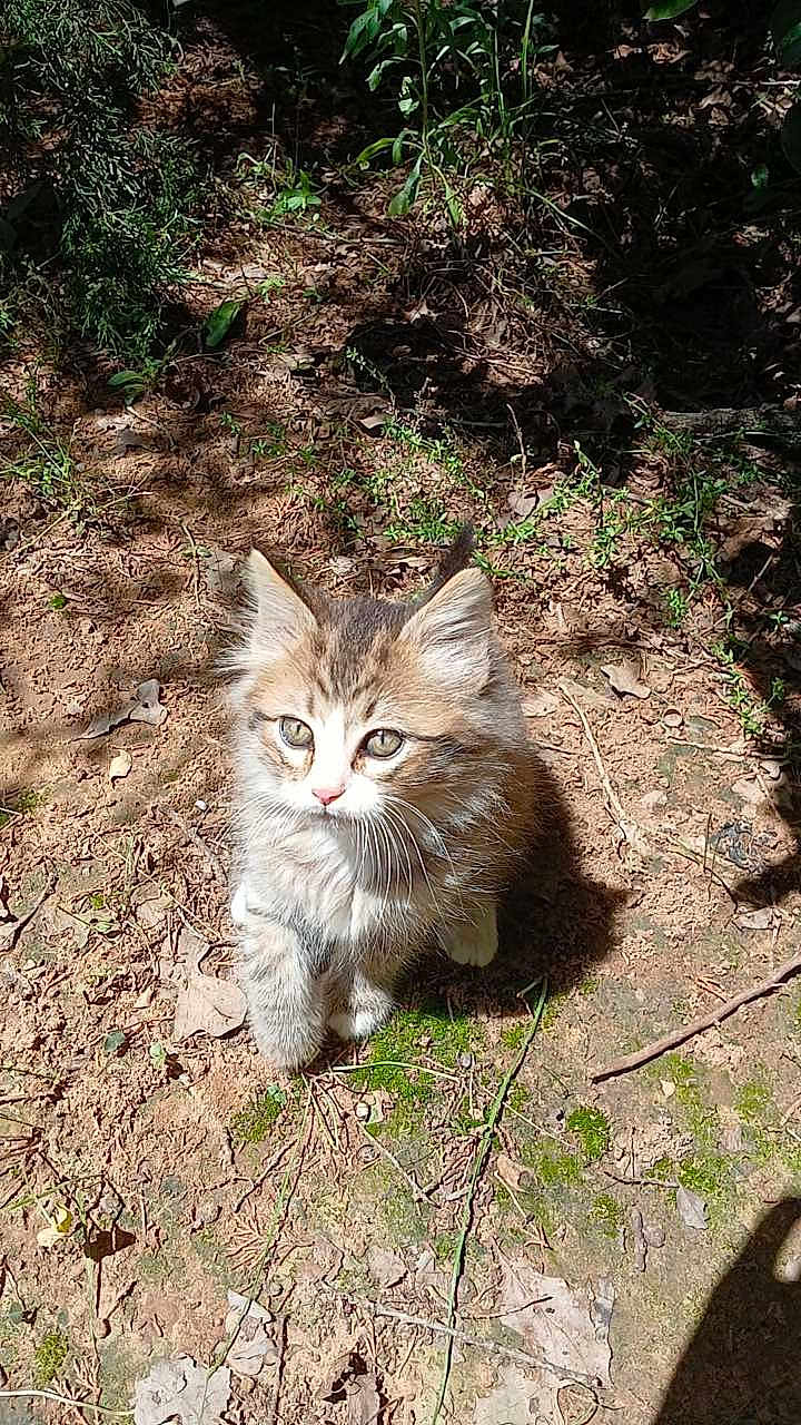 Prince joined the competition — help win amazing prizes! kitten, cat, outdoor, nature, sunlight, dirt, moss, leaves, curious, fluffy, animal, young, pet, feline, whiskers, ears, small, cute, ground, shadow