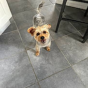 Bella is registered to the contest to win money with this photo: dog, small_dog, happy, looking_up, indoor, tile_floor, pet, canine, fur, ears, tail, mouth_open, animal, companion, domestic, friendly, cute, standing, floor, home