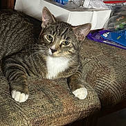 Leo joined the competition — help win amazing prizes! cat, tabby_cat, indoor, couch, furniture, pet, animal, white_paws, white_chest, relaxed, looking, texture, clutter, plastic_bottle, box, bags, domestic, cute, whiskers, ears