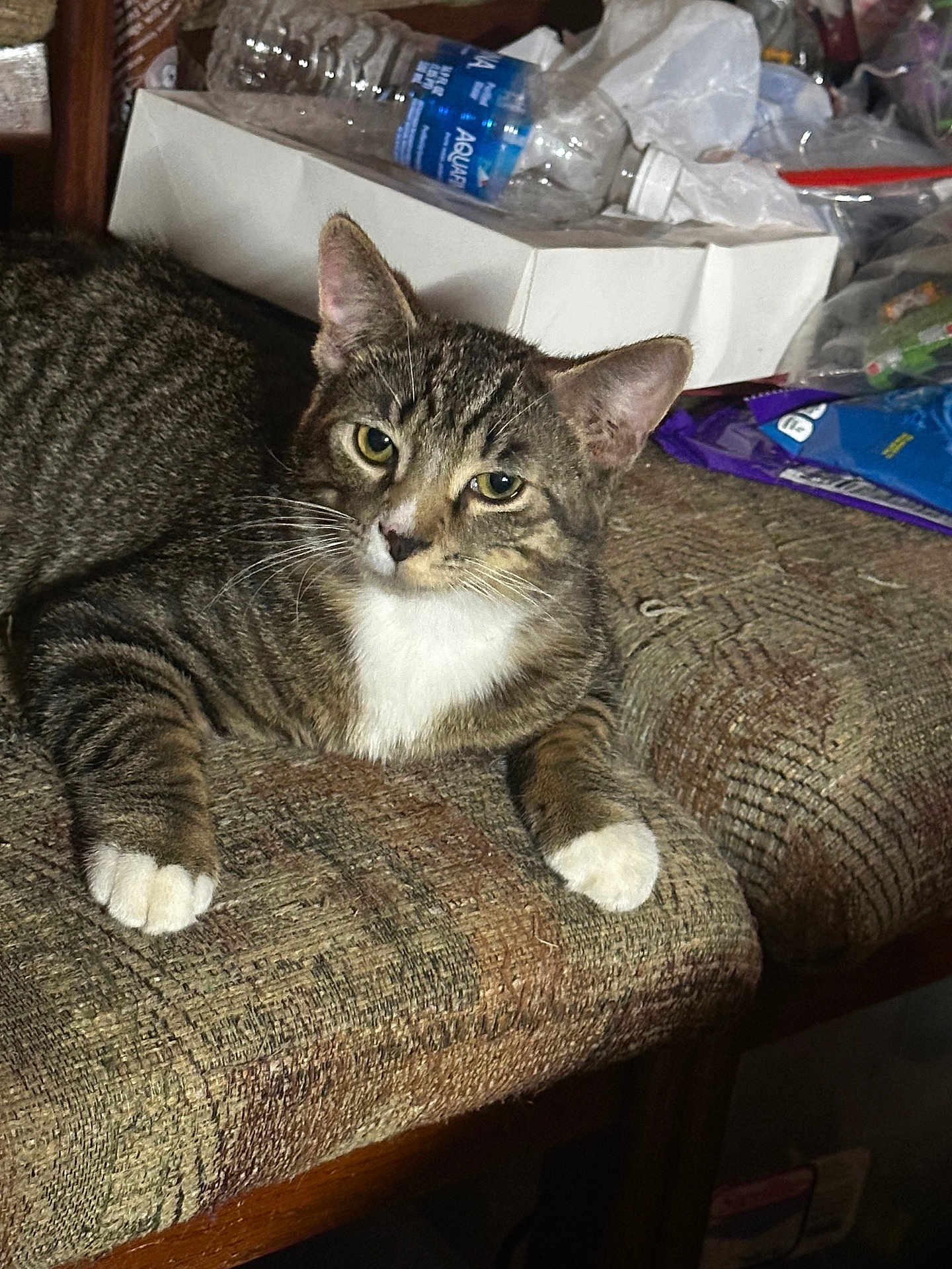 Leo joined the competition — help win amazing prizes! cat, tabby_cat, indoor, couch, furniture, pet, animal, white_paws, white_chest, relaxed, looking, texture, clutter, plastic_bottle, box, bags, domestic, cute, whiskers, ears