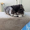 cat, fluffy, long_hair, black_and_white, persian_cat, pet, animal, whiskers, paws, face, portrait, lounging, couch, indoors, home, furniture, gray, blue, relaxed, grumpy
