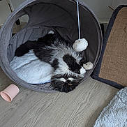 Brownie a rejoint le concours — aidez-le/la à gagner de superbes lots ! cat, black_and_white, fluffy, longhaired, lying_down, upside_down, sleeping, relaxed, pet_bed, cat_toy, pom_pom, scratching_mat, blanket, indoor, home, wood_floor, cozy, playful, whiskers, portrait