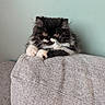 Brownie participe au concours pour gagner de l'argent avec cette photo : cat, kitten, black_and_white, fluffy, longhaired, persian_cat, tuxedo_cat, golden_eyes, whiskers, paws, grumpy, cute, portrait, indoor, couch, furniture, fabric, wall, relaxed, pet