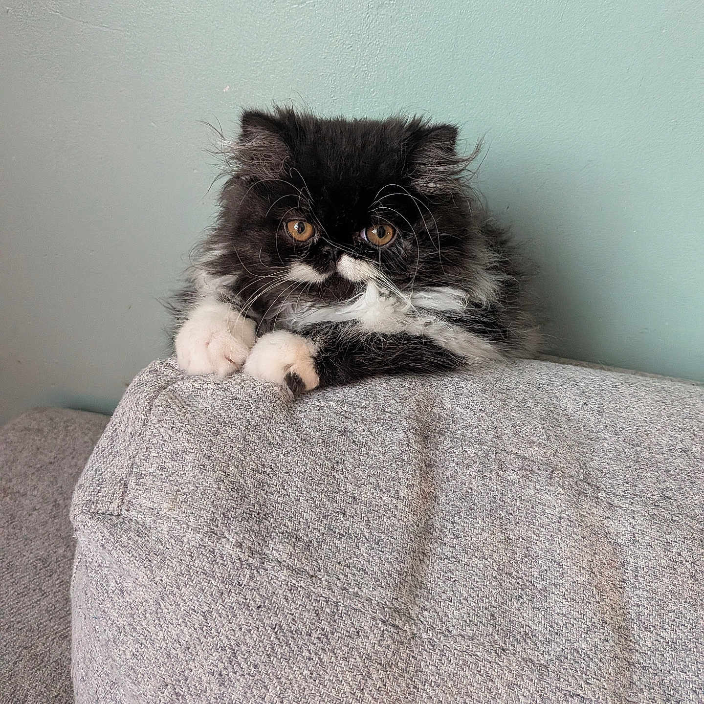 Brownie participe au concours pour gagner de l'argent avec cette photo : cat, kitten, black_and_white, fluffy, longhaired, persian_cat, tuxedo_cat, golden_eyes, whiskers, paws, grumpy, cute, portrait, indoor, couch, furniture, fabric, wall, relaxed, pet