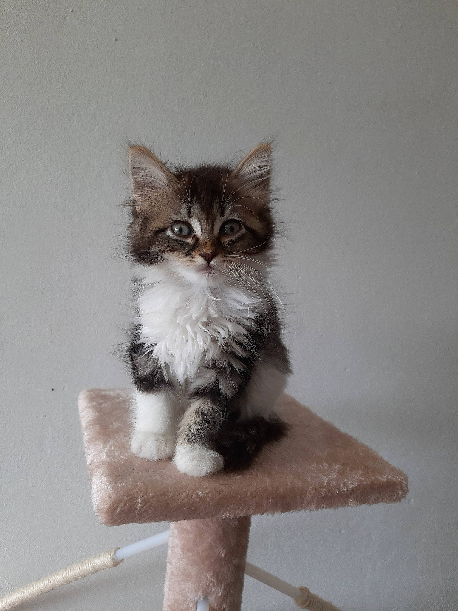 Maya