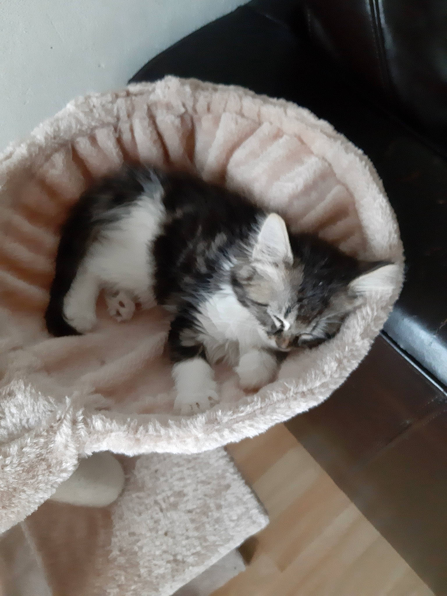 Maya a rejoint le concours — aidez-le/la à gagner de superbes lots ! carnivore, cat, cat_bed, domestic_long_haired_cat, felidae, fur, kitten, mammal, munchkin, nap, norwegian_forest_cat, ragamuffin, small_to_medium_sized_cats, tail, whiskers