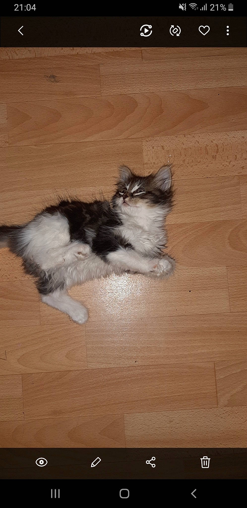 Maya participe au concours pour gagner de l'argent avec cette photo : carnivore, cat, domestic_long_haired_cat, fawn, felidae, floor, flooring, fur, kitten, laminate_flooring, mammal, norwegian_forest_cat, persian, ragamuffin, small_to_medium_sized_cats, tail, whiskers