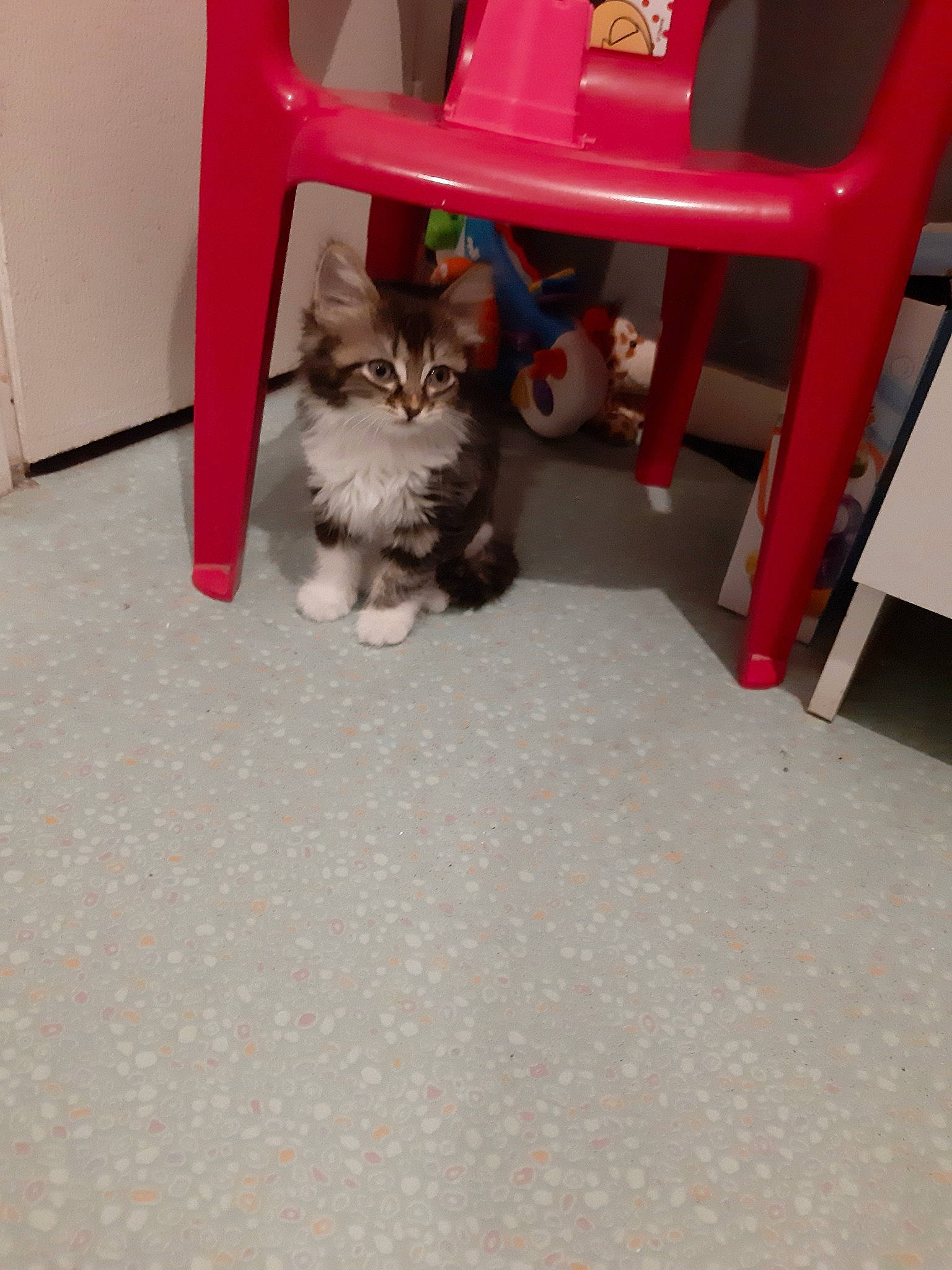 Maya a rejoint le concours — aidez-le/la à gagner de superbes lots ! asian, carnivore, cat, domestic_short_haired_cat, european_shorthair, fawn, felidae, floor, flooring, kitten, mammal, munchkin, norwegian_forest_cat, persian, polydactyl_cat, ragamuffin, small_to_medium_sized_cats, whiskers