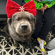Roxy joined the competition — help win amazing prizes! dog, gray_dog, bow, red_bow, peppermint, indoor, carpet, patterned_rug, person, colorful_socks, green_sweater, blue_sweater, seated_person, pet, cute, looking_up, close_up, furry, animal, adorable