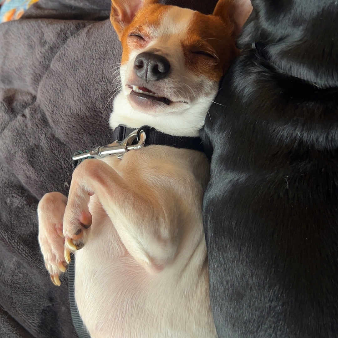 Spike Debusk is registered to the contest to win money with this photo: animal, black_dog, blanket, companion, cozy, cute, cute_expression, dog, ears, friendship, fur, indoor, nose, paw, pet, relaxed, resting, sleeping, snuggling, white_dog