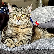 Tiger Big Ty is registered to the contest to win money with this photo: cat, tabby_cat, pet, animal, feline, domestic_animal, striped, yellow_eyes, fur, whiskers, paws, blanket, indoor, cozy, resting, lying_down, soft_texture, cushion, comfort, relaxed