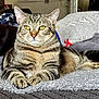 cat, tabby_cat, pet, animal, feline, domestic_animal, striped, yellow_eyes, fur, whiskers, paws, blanket, indoor, cozy, resting, lying_down, soft_texture, cushion, comfort, relaxed