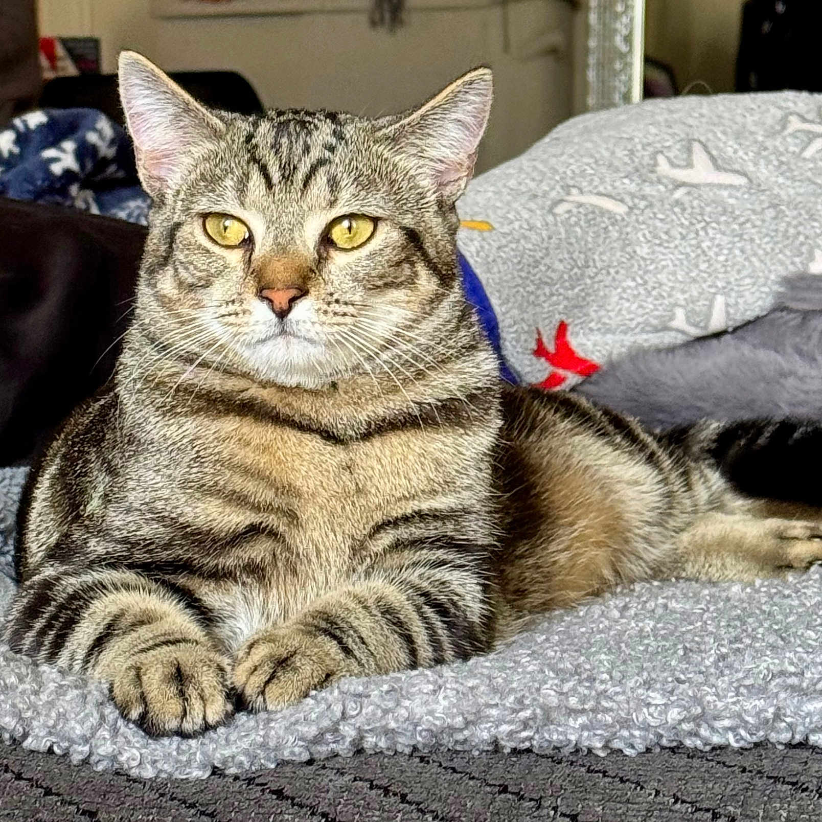 Tiger Big Ty is registered to the contest to win money with this photo: animal, blanket, cat, comfort, cozy, cushion, domestic_animal, feline, fur, indoor, lying_down, paws, pet, relaxed, resting, soft_texture, striped, tabby_cat, whiskers, yellow_eyes