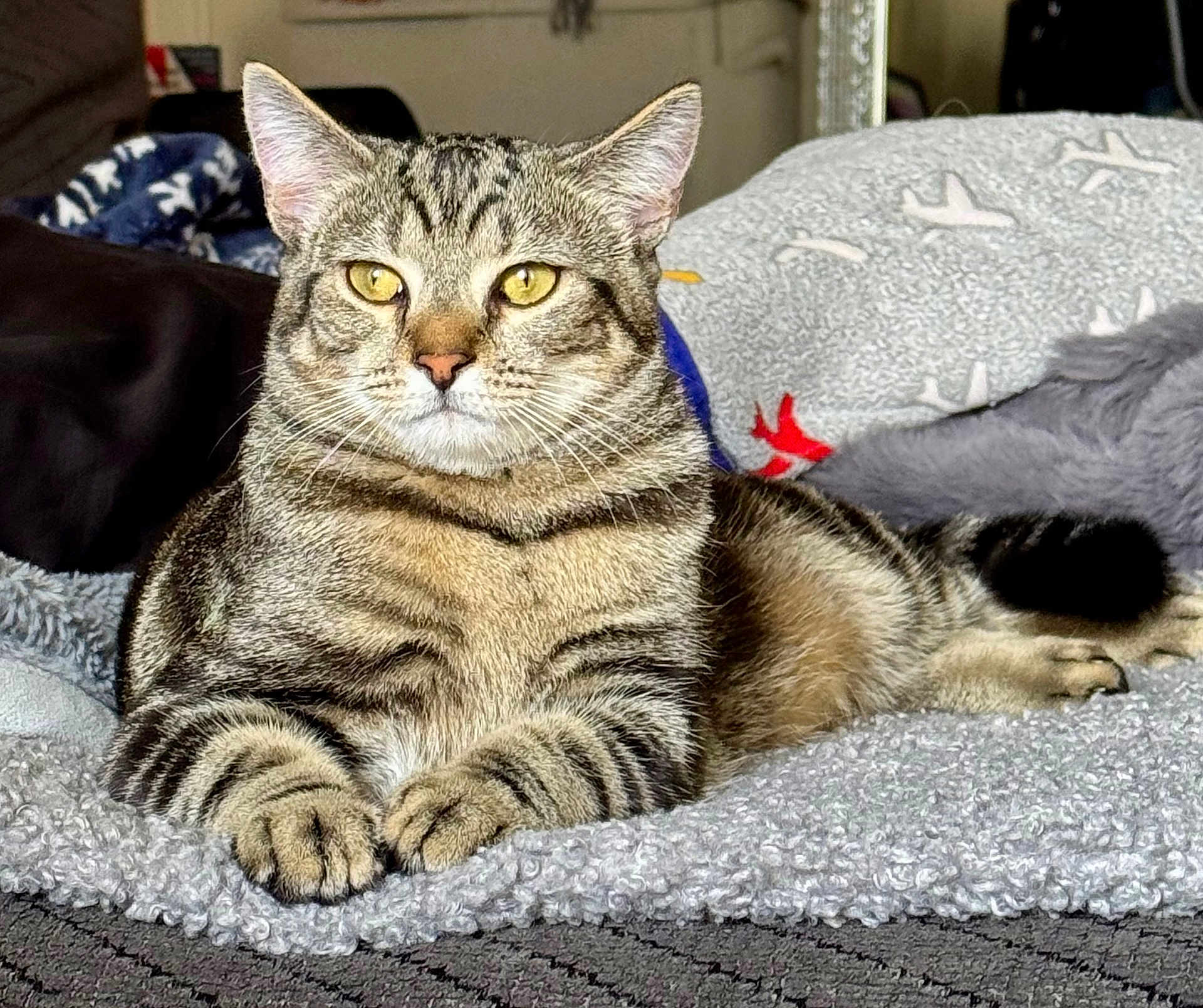 Tiger Big Ty is registered to the contest to win money with this photo: cat, tabby_cat, pet, animal, feline, domestic_animal, striped, yellow_eyes, fur, whiskers, paws, blanket, indoor, cozy, resting, lying_down, soft_texture, cushion, comfort, relaxed