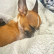 Stevie joined the competition — help win amazing prizes! dog, sleeping, blanket, cozy, fur, ears, pet, resting, indoor, cute, small_dog, brown_fur, white_blanket, snuggle, comfort, relaxation, animal, companion, nap, soft_texture