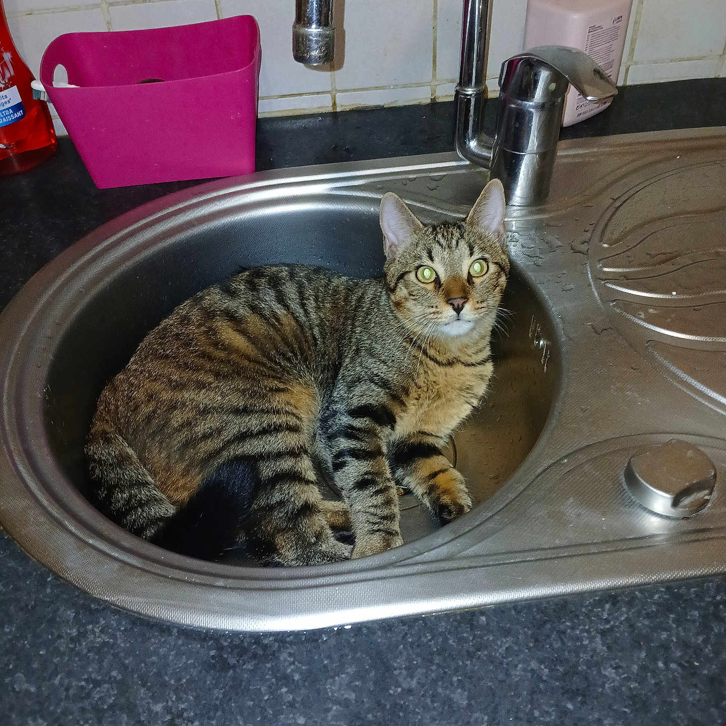 Simba a rejoint le concours — aidez-le/la à gagner de superbes lots ! abyssinian, animal, basin, box, bronze, cat, doublesink, granite, kitten, manx, person, pet, sink, sinkfaucet, tap