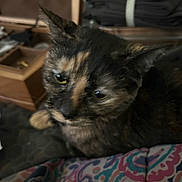 Marble is registered to the contest to win money with this photo: animal, background, blanket, blurred, cat, close_up, cozy, domestic, ear, face, folded_clothes, fur, furniture, household_items, indoor, patterned_blanket, pet, resting, soft, tortoiseshell