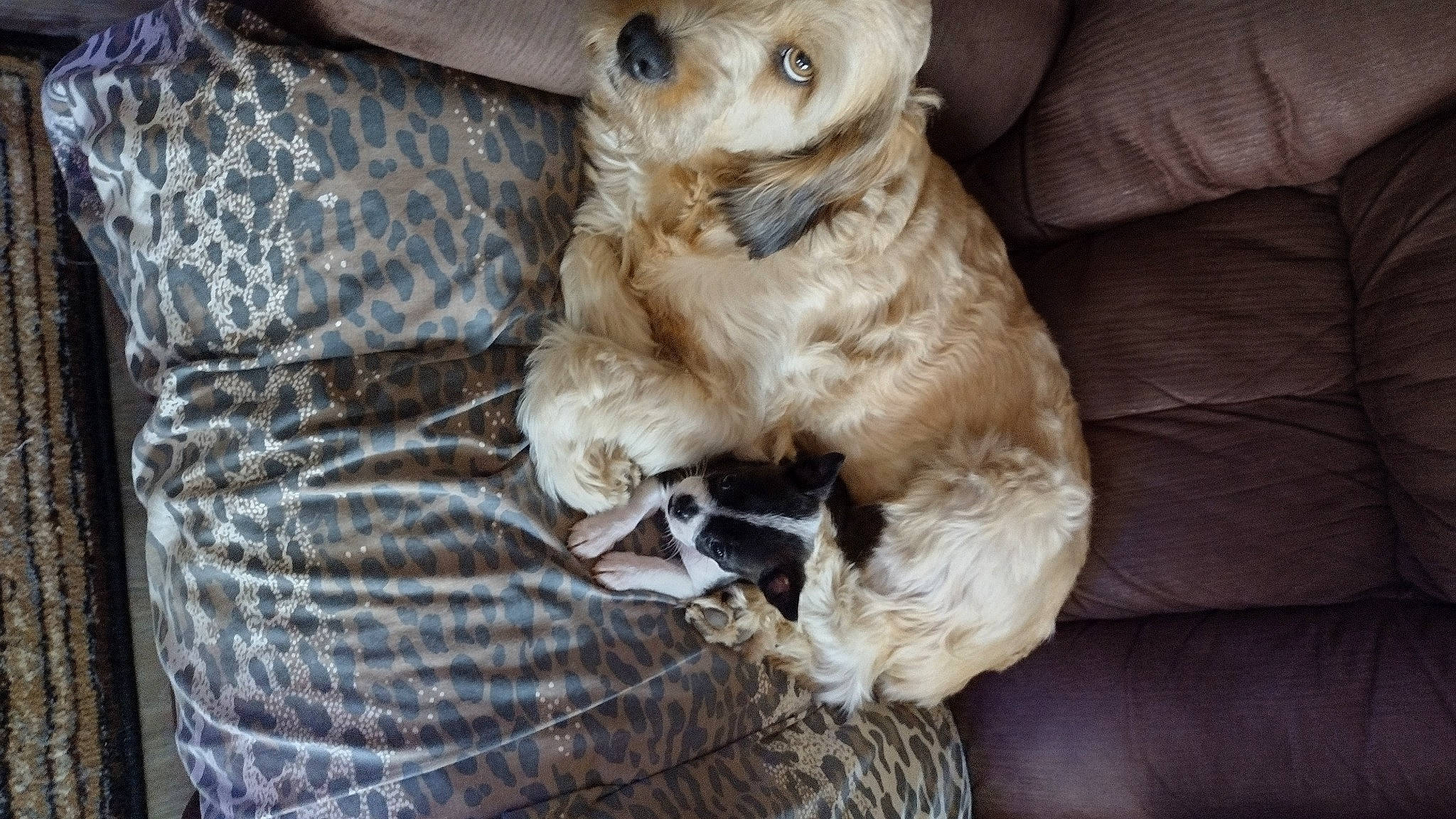 Pixie joined the competition — help win amazing prizes! carnivore, comfort, companion_dog, dog, dog_breed, dog_collar, fawn, felidae, fur, golden_retriever, liver, pattern, paw, pet_supply, terrestrial_animal, toy_dog, whiskers, wood, working_animal