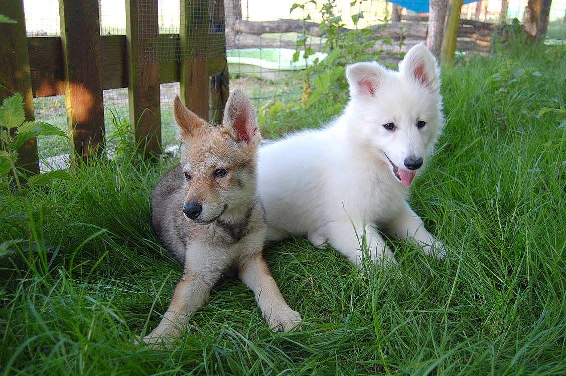 Kira participe au concours pour gagner de l'argent avec cette photo : ancient_dog_breeds, berger_blanc_suisse, canaan_dog, canidae, carnivore, czechoslovakian_wolfdog, dog, dog_breed, herding_dog, indian_spitz, kintamani, korean_jindo_dog, mammal, non_sporting_group, norwegian_buhund, pungsan_dog, rare_breed_dog, vertebrate, white_shepherd, wolfdog