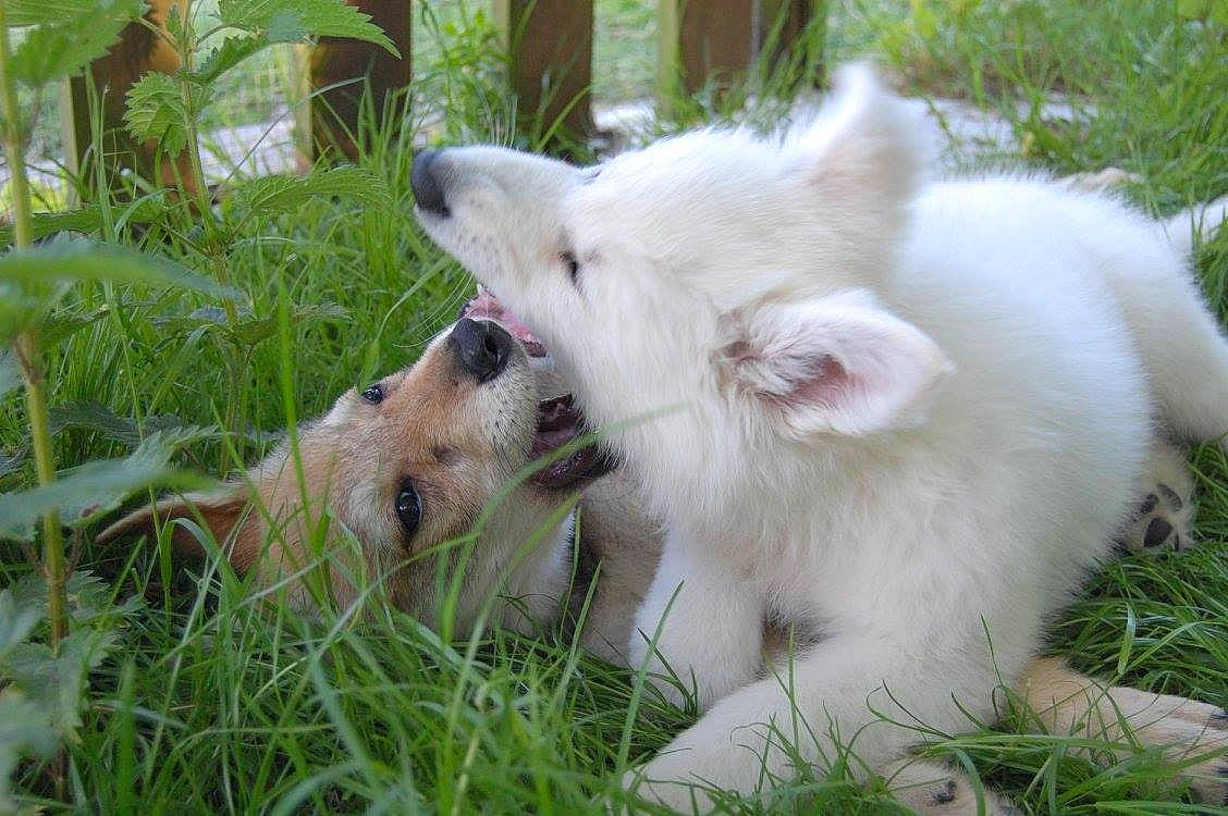 Kira participe au concours pour gagner de l'argent avec cette photo : american_eskimo_dog, berger_blanc_suisse, canidae, carnivore, companion_dog, dog, dog_breed, fawn, grass, indian_spitz, japanese_spitz, kintamani, kishu, mammal, non_sporting_group, pungsan_dog, puppy, vertebrate, volpino_italiano, white_shepherd