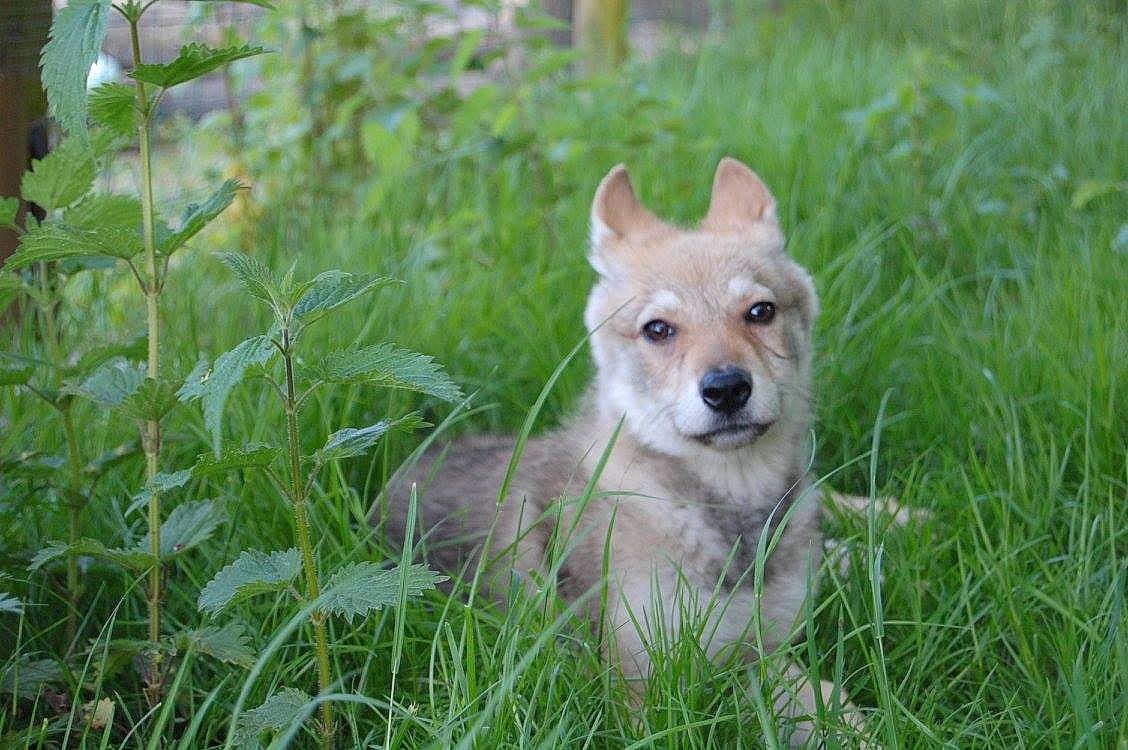 Kira participe au concours pour gagner de l'argent avec cette photo : canidae, carnivore, carolina_dog, companion_dog, czechoslovakian_wolfdog, dog, dog_breed, east_siberian_laika, fawn, grass, mammal, norwegian_buhund, norwegian_lundehund, rare_breed_dog, saarloos_wolfdog, shikoku, vertebrate, wildlife, wolf, wolfdog